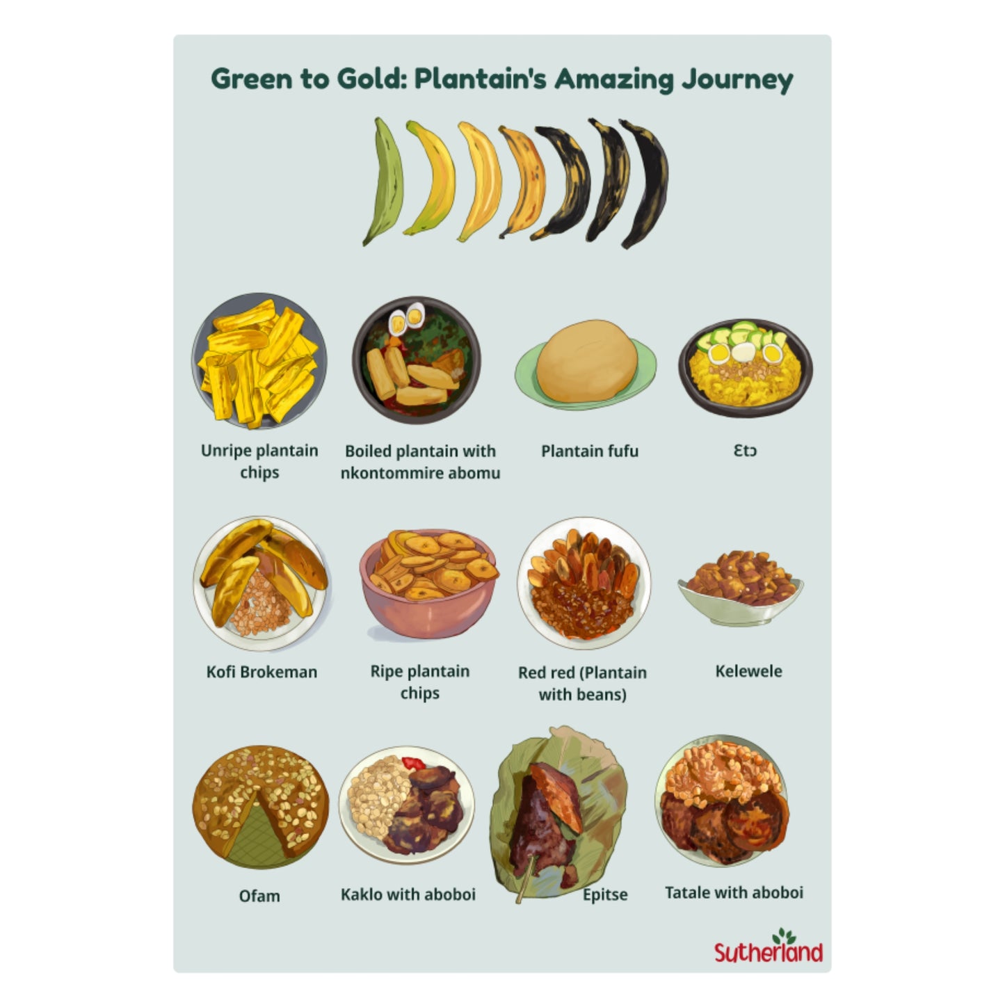 Green to Gold: Plantain's Amazing Journey