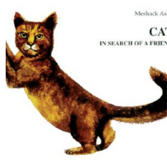 Cat in search of a friend
